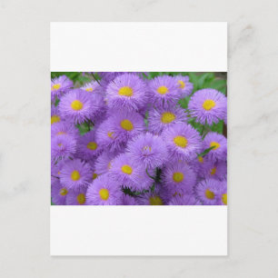 Carte Postale Fleur pourpre