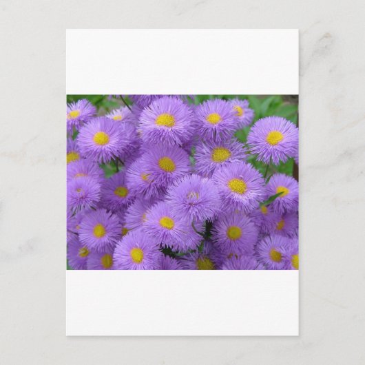Carte Postale Fleur pourpre (Devant)