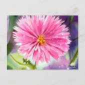 Carte Postale Fleur pourpre (Dos)