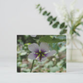 Carte Postale Fleur pourpre (Debout devant)