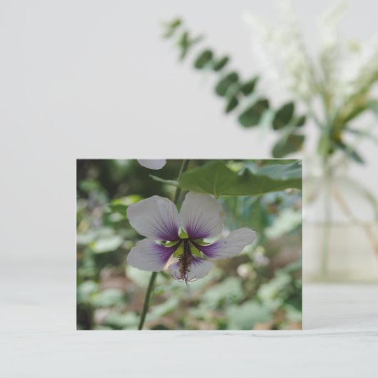 Carte Postale Fleur pourpre (Debout devant)