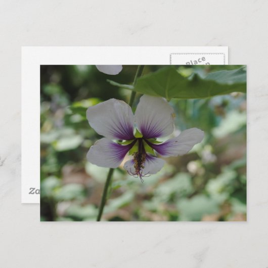 Carte Postale Fleur pourpre (Devant / Derrière)