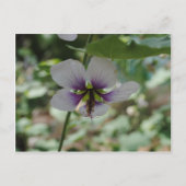 Carte Postale Fleur pourpre (Devant)