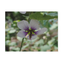 Fleur pourpre