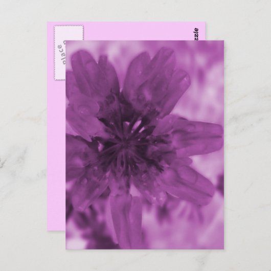 Carte Postale Fleur pourpre (Devant / Derrière)
