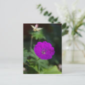 Carte Postale Fleur pourpre (Debout devant)