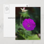 Carte Postale Fleur pourpre (Devant / Derrière)