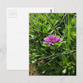 Carte Postale Fleur pourpre (Devant / Derrière)