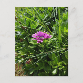 Carte Postale Fleur pourpre