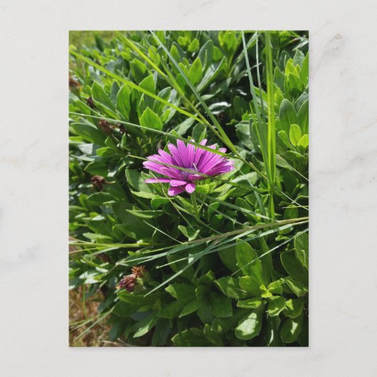 Carte Postale Fleur pourpre (Devant)