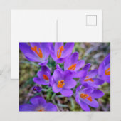 Carte Postale Fleur pourpre (Devant / Derrière)