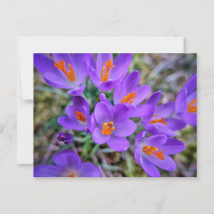Carte Postale Fleur pourpre