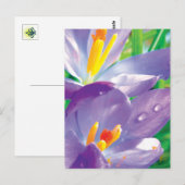 Carte Postale Fleur pourpre Avec Dew Élégante Nature (Devant / Derrière)