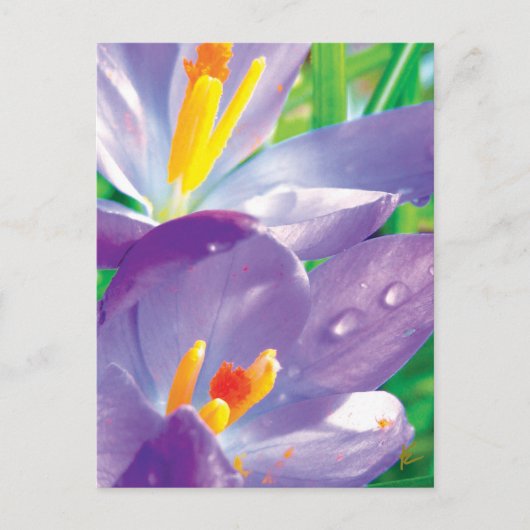 Carte Postale Fleur pourpre Avec Dew Élégante Nature (Devant)