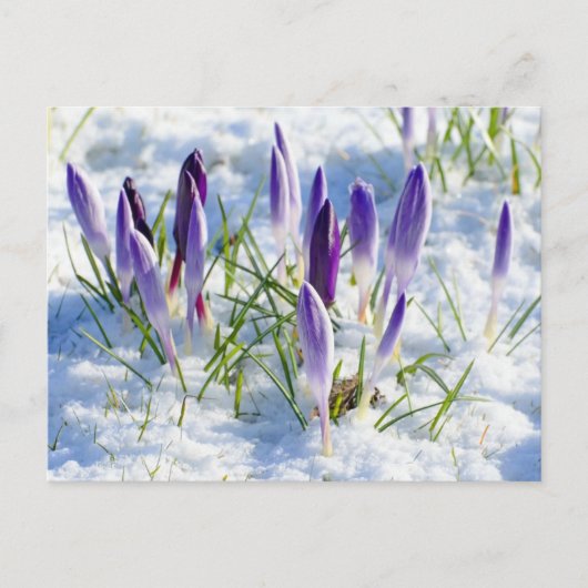 Carte Postale Fleur pourpre de crocus dans la neige Frost (Devant)