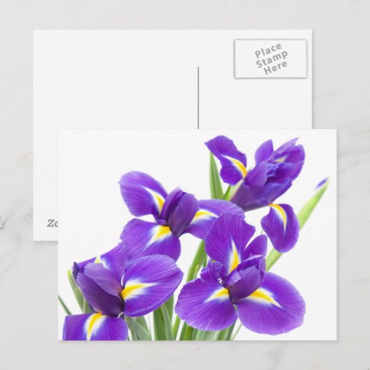 Carte Postale fleur pourpre d'iris (Devant / Derrière)