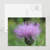 Carte Postale Fleur pourpre et insectes #2 (Devant / Derrière)