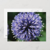 Carte Postale Fleur pourpre et puffy ! (Devant / Derrière)