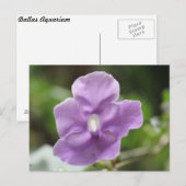 Carte Postale Fleur pourpre n° 3 (Devant / Derrière)