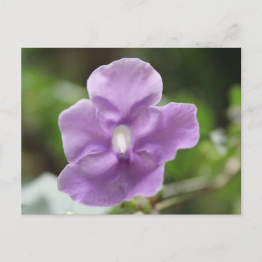 Carte Postale Fleur pourpre n° 3 (Devant)