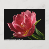Carte Postale Fleur Printemps Double Tulip Blooms