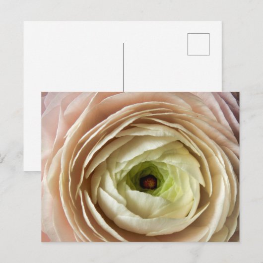 Carte Postale Fleur Ranunculus (Devant / Derrière)