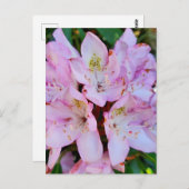Carte Postale Fleur Rhododendron rose (Devant / Derrière)