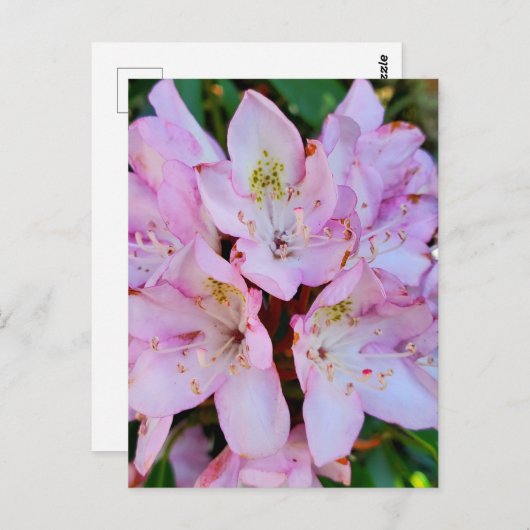 Carte Postale Fleur Rhododendron rose (Devant / Derrière)