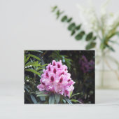 Carte Postale Fleur rhododendron rose pâle (Debout devant)