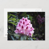 Carte Postale Fleur rhododendron rose pâle (Devant / Derrière)