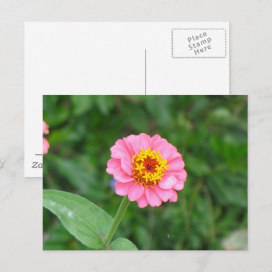 Carte Postale fleur rose (Devant / Derrière)