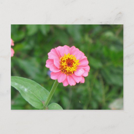 Carte Postale fleur rose (Devant)
