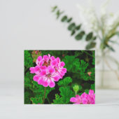 Carte Postale Fleur rose (Debout devant)
