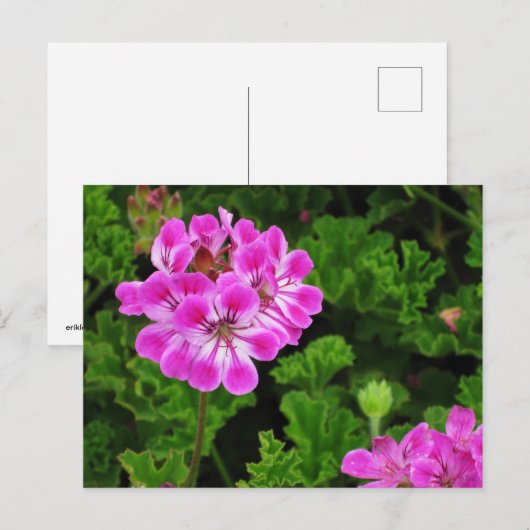 Carte Postale Fleur rose (Devant / Derrière)