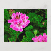 Carte Postale Fleur rose (Devant)