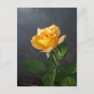Carte Postale Fleur rose