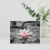 Carte Postale Fleur rose (Debout devant)