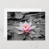 Carte Postale Fleur rose (Devant / Derrière)