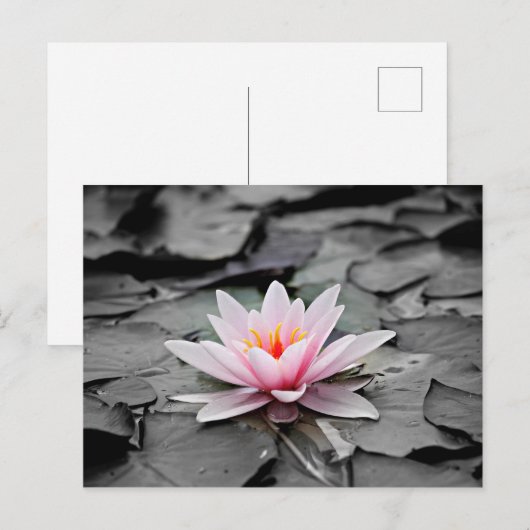 Carte Postale Fleur rose (Devant / Derrière)