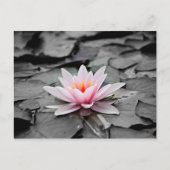 Carte Postale Fleur rose (Devant)