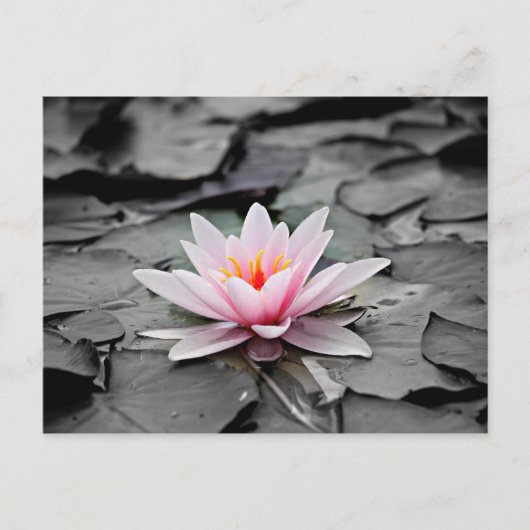 Carte Postale Fleur rose (Devant)