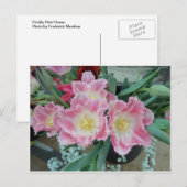 Carte Postale Fleur rose (Devant / Derrière)