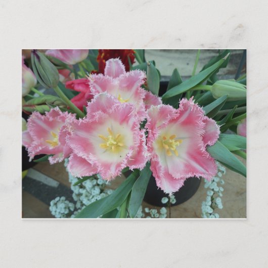 Carte Postale Fleur rose (Devant)