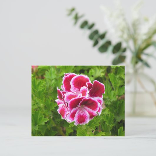 Carte Postale fleur rose (Debout devant)