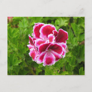 Carte Postale fleur rose