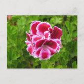 Carte Postale fleur rose (Devant)
