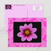 Carte Postale Fleur rose (Devant / Derrière)