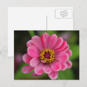 Carte Postale fleur rose (Devant / Derrière)