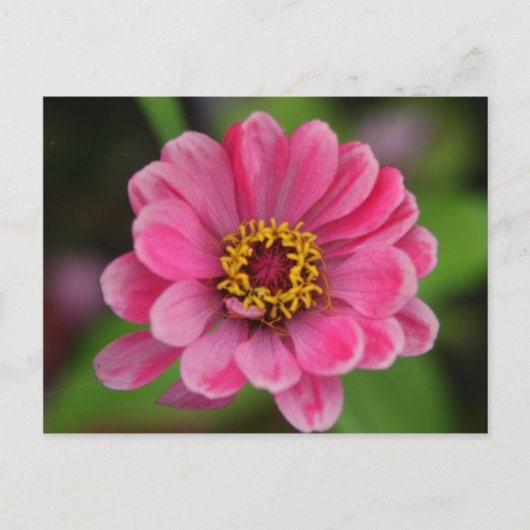 Carte Postale fleur rose (Devant)
