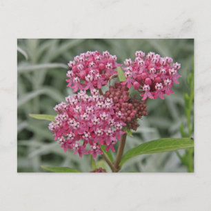 Carte Postale Fleur rose